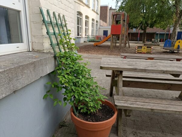 Klimplantje