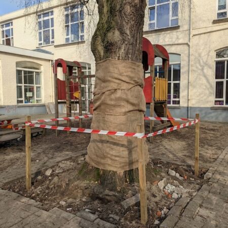 Bescherming van de bestaande bomen
