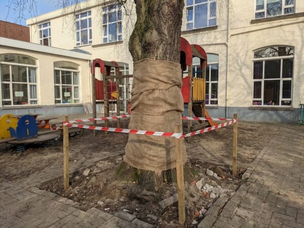 Bescherming van de bestaande bomen